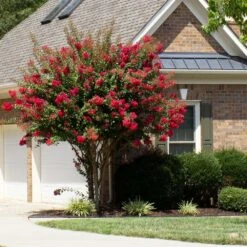 Colorama™ Scarlet Crape Myrtle -Brighter Blooms Colorama Scarlet Crape Myrtle 1