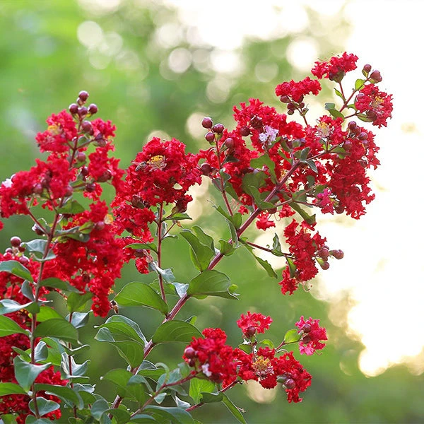 Colorama™ Scarlet Crape Myrtle