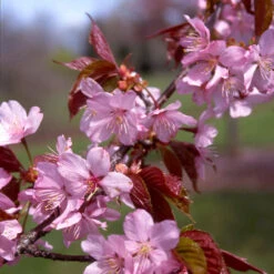 Columnar Sargent Cherry Tree -Brighter Blooms Columnar Sargent Cherry 1