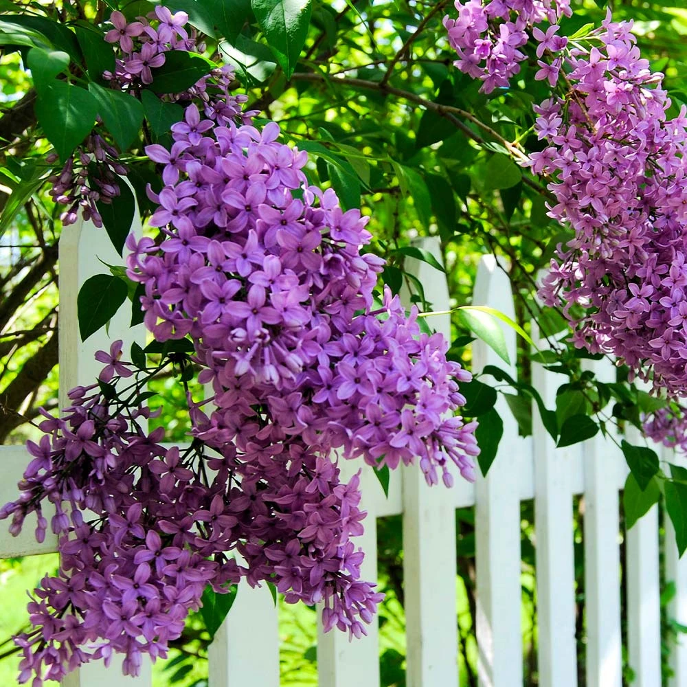 Common Purple Lilac Plant 5 Common Purple Lilac Plant - Image 3