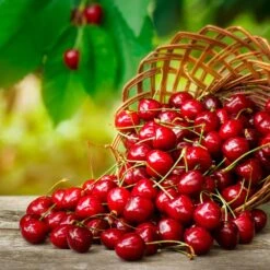 Coral Champagne Cherry Tree 8 Coral Champagne Cherry Tree -Brighter Blooms Coral Champagne Cherry Tree 3 BB