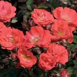 Coral Drift® Rose 6 Coral Drift® Rose -Brighter Blooms Coral Drift Rose 1 BB