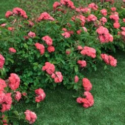 Coral Drift® Rose 7 Coral Drift® Rose -Brighter Blooms Coral Drift Rose 2 FGT