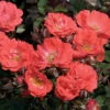 Coral Drift® Rose -Brighter Blooms Coral Drift Rose BB 600x600 d1a3a614 9347 4dee b250 bf48ce758998