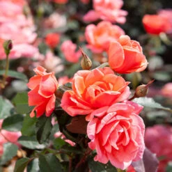 Coral Knock Out® Rose Shrub -Brighter Blooms Coral Knockout Rose 2 BB