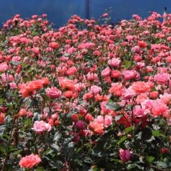 Coral Knock Out® Rose Shrub -Brighter Blooms Coral Knockout Rose 3 BB