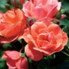 Coral Knock Out® Rose Shrub -Brighter Blooms Coral Knockout Rose BB 600x600 7c5ab405 4427 4606 9112 bc4c9cef2359