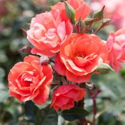 Coral Knock Out® Rose Tree 7 Coral Knock Out® Rose Tree -Brighter Blooms Coral Knockout Rose Tree 1