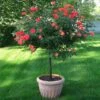 Coral Knock Out® Rose Tree 2 Coral Knock Out® Rose Tree -Brighter Blooms Coral Knockout Rose Tree 600x600 7007a4bc 76b2 475a 907d 81ae705c3b75