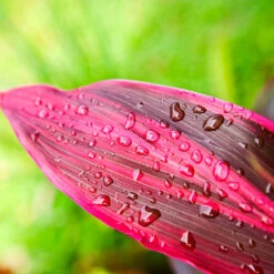 Hawaiian Ti Plant -Brighter Blooms Cordyline Ti tree 5