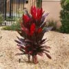 Hawaiian Ti Plant -Brighter Blooms Cordyline Ti tree BB 600x600 8176c3ff 8610 44a2 a3bb b7462f64e753