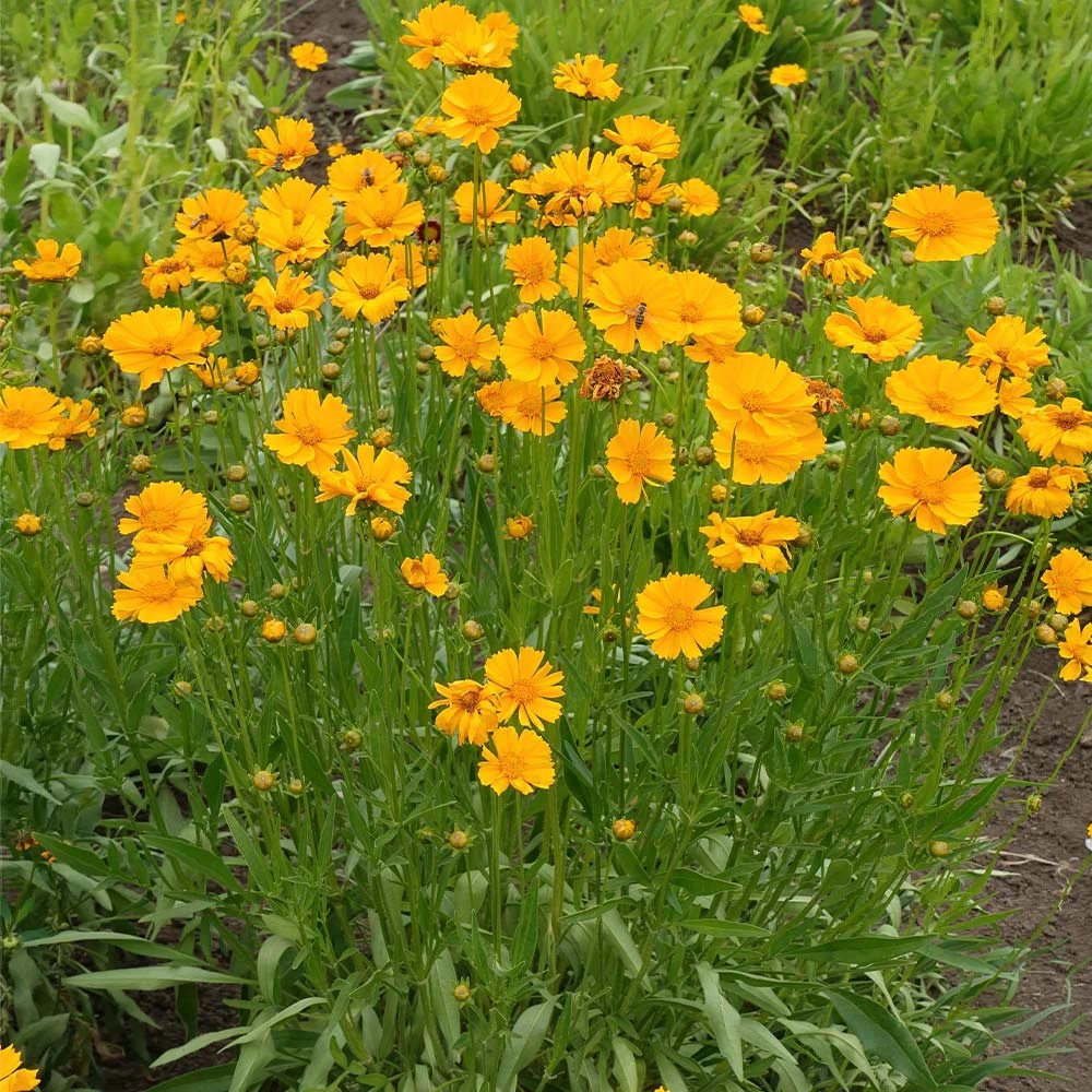 Nana Coreopsis (Tickseed) Plant 4 Nana Coreopsis (Tickseed) Plant - Image 2