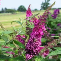 CranRazz™ Butterfly Bush (Tree Form) 9 CranRazz™ Butterfly Bush (Tree Form) -Brighter Blooms Cran Ras Butterfly Bush 3