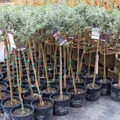 True Blue Butterfly Bush (Tree Form) 11 True Blue Butterfly Bush (Tree Form) -Brighter Blooms Cran Ras Butterfly Bush 4 1195c2bd 6061 4cbd 990f ebc3aae8c476