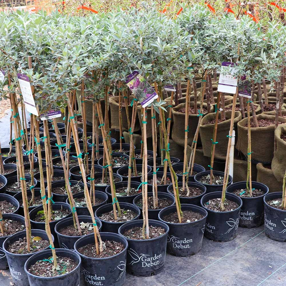 True Blue Butterfly Bush (Tree Form) 7 True Blue Butterfly Bush (Tree Form) - Image 5