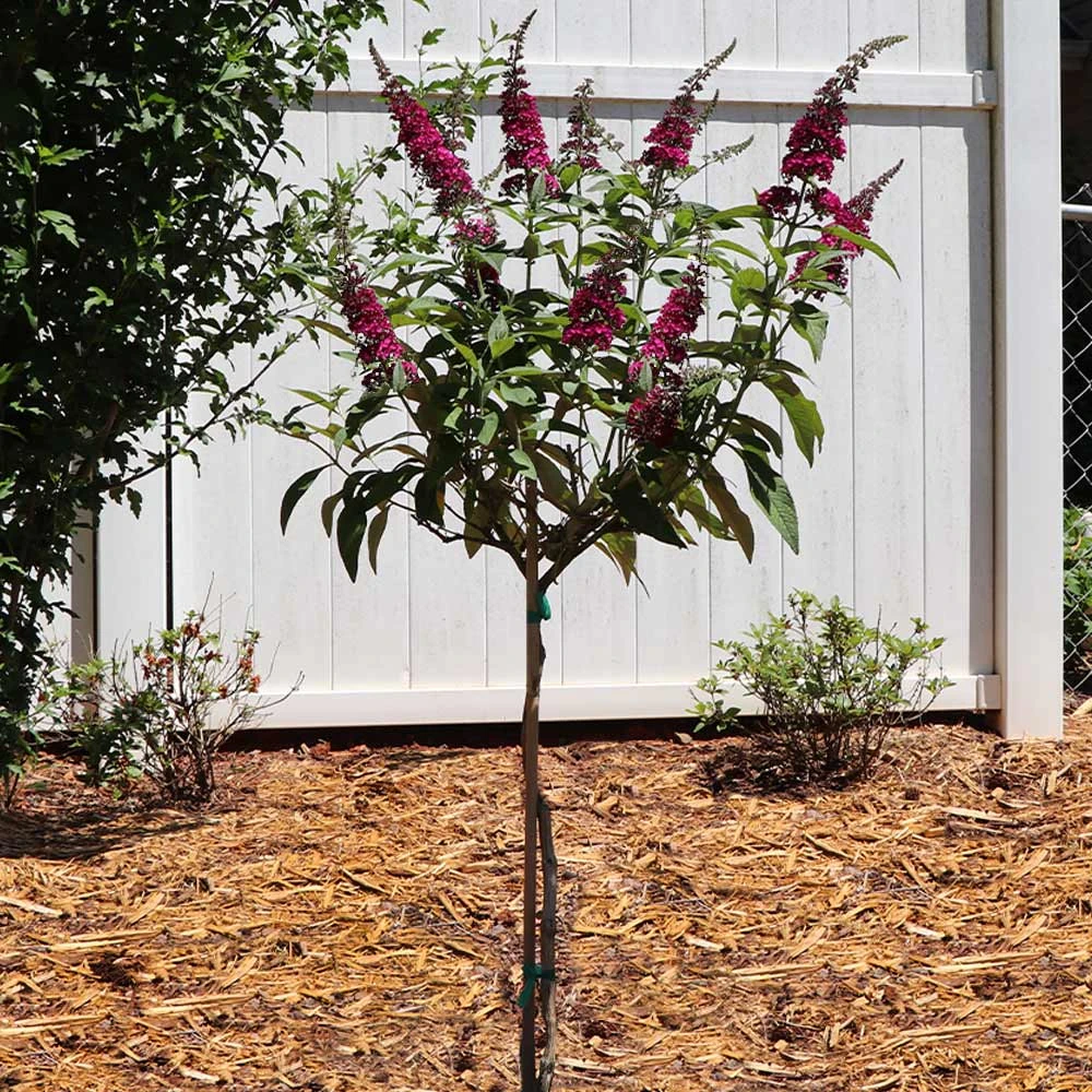 CranRazz™ Butterfly Bush (Tree Form) 5 CranRazz™ Butterfly Bush (Tree Form) - Image 3