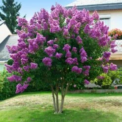 Twilight Crape Myrtle Tree 10 Twilight Crape Myrtle Tree -Brighter Blooms Crape Myrtle Twilight 5 BB