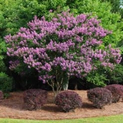 Twilight Crape Myrtle Tree 13 Twilight Crape Myrtle Tree -Brighter Blooms Crape Myrtle Twilight 9