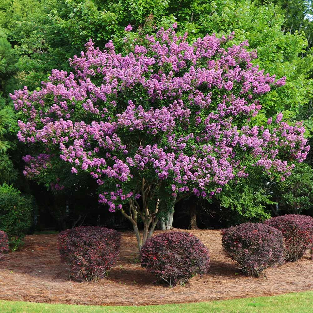 Twilight Crape Myrtle Tree 8 Twilight Crape Myrtle Tree - Image 6