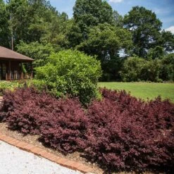 Crimson Fire™ Loropetalum 8 Crimson Fire™ Loropetalum -Brighter Blooms Crimson Fire Loropetalum 3