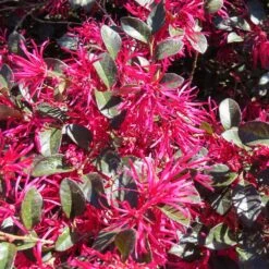 Crimson Fire™ Loropetalum 9 Crimson Fire™ Loropetalum -Brighter Blooms Crimson Fire Loropetalum 4