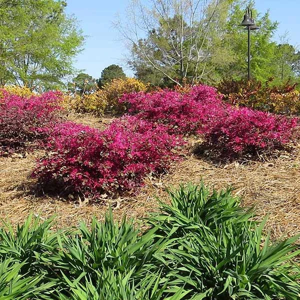 Crimson Fire™ Loropetalum 3 Crimson Fire™ Loropetalum