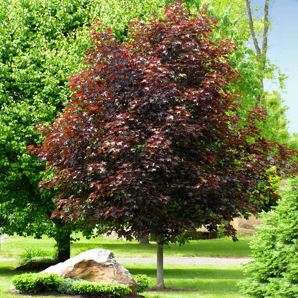 Crimson King Maple Tree 5 Crimson King Maple Tree - Image 3