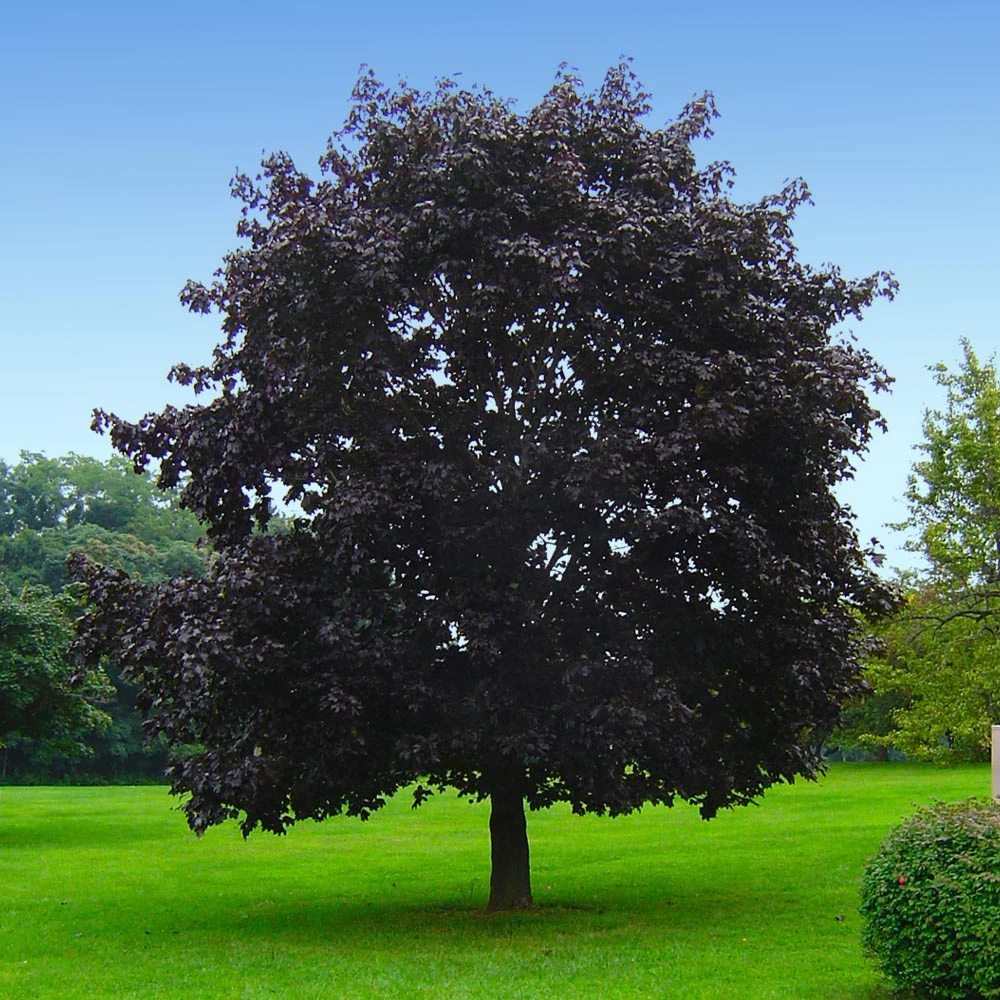 Crimson King Maple Tree 6 Crimson King Maple Tree - Image 4