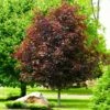 Crimson King Maple Tree -Brighter Blooms Crimson King Maple BB 600x600 b720a113 c2c4 4542 99cb 872db2224c50