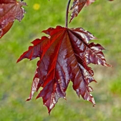 Crimson Sentry Norway Maple Tree 7 Crimson Sentry Norway Maple Tree -Brighter Blooms Crimson Sentry Maple 2 BB