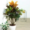 Croton Plant -Brighter Blooms Croton Petra BB 600x600 43e3de93 be7f 42b5 af06 65113a548278