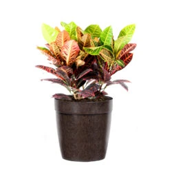 Croton Plant -Brighter Blooms Croton Petra Delilah Brown Pot