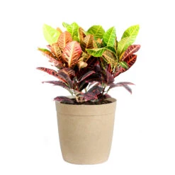 Croton Plant -Brighter Blooms Croton Petra Delilah Tan Pot