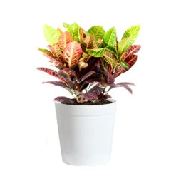 Croton Plant -Brighter Blooms Croton Petra Delilah White Pot