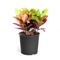 Croton Plant -Brighter Blooms Croton Petra Standard Pot
