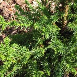 Black Dragon Cryptomeria 8 Black Dragon Cryptomeria -Brighter Blooms Cryptomeria Black Dragon 3
