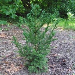 Black Dragon Cryptomeria 9 Black Dragon Cryptomeria -Brighter Blooms Cryptomeria Black Dragon 4
