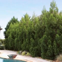 Cryptomeria Radicans Tree 13 Cryptomeria Radicans Tree -Brighter Blooms Cryptomeria Radicans 11 BBB