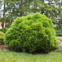 Cryptomeria 'Globosa Nana' -Brighter Blooms Cryptomeria Radicans 3