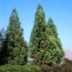 Cryptomeria Radicans Tree 10 Cryptomeria Radicans Tree -Brighter Blooms Cryptomeria Radicans 3 BB