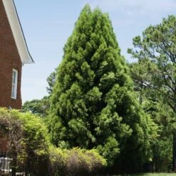 Cryptomeria Radicans Tree 12 Cryptomeria Radicans Tree -Brighter Blooms Cryptomeria Radicans 5
