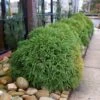Cryptomeria 'Globosa Nana' -Brighter Blooms Cryptomeria Radicans BB 600x600 282e9bc7 9ef4 48b0 9092 d283a58d81e4