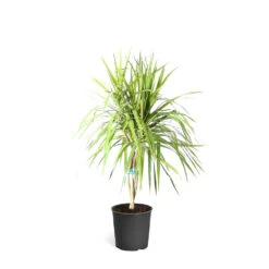 Braided Madagascar Dragon Tree -Brighter Blooms DRA MAD 12 3
