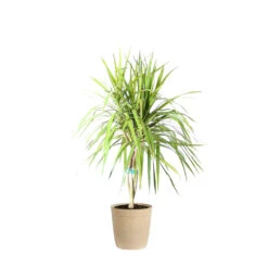 Braided Madagascar Dragon Tree -Brighter Blooms DRA MAD 12 3 beigedelilah