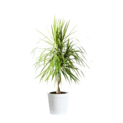 Braided Madagascar Dragon Tree -Brighter Blooms DRA MAD 23 3 whitedelilah
