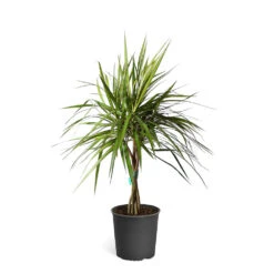 Braided Madagascar Dragon Tree -Brighter Blooms DRA MAD3