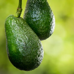 Condo™ Avocado Tree 8 Condo™ Avocado Tree -Brighter Blooms Day Condo Avocado 6 BB