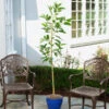 Condo™ Avocado Tree -Brighter Blooms Day Condo Avocado BB 600x600 5e5043fc 7fce 4b75 8e75 810bb46c61e3