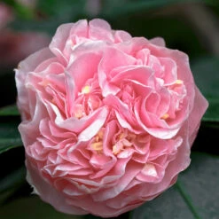 Debutante Camellia Shrub -Brighter Blooms Debutante Camellia 5 BB