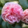 Debutante Camellia Shrub -Brighter Blooms Debutante Camellia BB 600x600 ce989ac6 4a87 4b3e ada5 afc584274c85